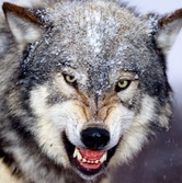 WolfWolf